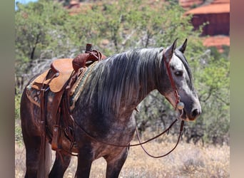 Lusitano, Gelding, 6 years, 15,1 hh, Gray