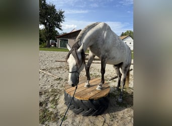 Lusitano, Gelding, 6 years, 15,1 hh, Grey-Dapple