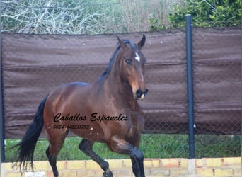 Lusitano, Gelding, 6 years, 15,2 hh, Bay-Dark