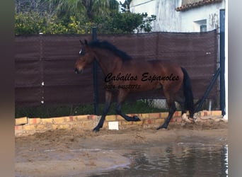Lusitano, Gelding, 6 years, 15,2 hh, Bay-Dark