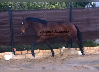 Lusitano, Gelding, 6 years, 15,2 hh, Bay-Dark