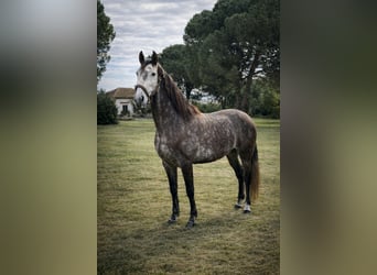 Lusitano, Gelding, 6 years, 15,2 hh, Grey
