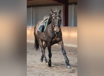 Lusitano, Gelding, 6 years, 15,2 hh, Smoky-Black