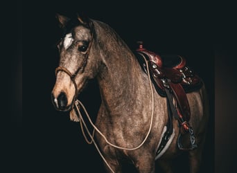 Lusitano, Gelding, 6 years, 15,3 hh, Buckskin