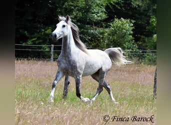 Lusitano, Gelding, 6 years, 15,3 hh, Grey