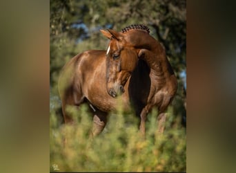 Lusitano, Gelding, 6 years, 16,1 hh, Chestnut-Red