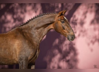 Lusitano, Gelding, 6 years, 16,1 hh, Chestnut-Red