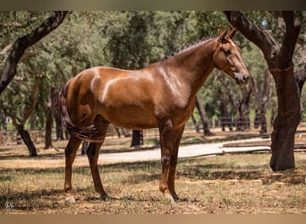 Lusitano, Gelding, 6 years, 16,1 hh, Chestnut-Red