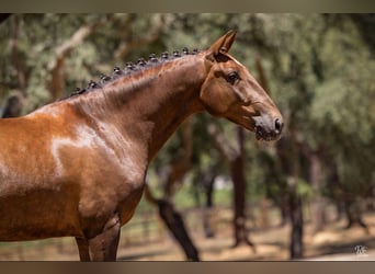 Lusitano, Gelding, 6 years, 16,1 hh, Chestnut-Red