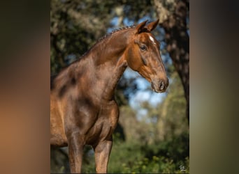 Lusitano, Gelding, 6 years, 16,1 hh, Chestnut-Red