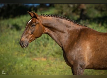 Lusitano, Gelding, 6 years, 16,1 hh, Chestnut-Red