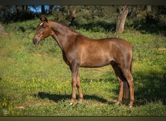 Lusitano, Gelding, 6 years, 16,1 hh, Chestnut-Red