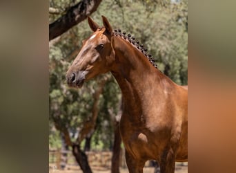 Lusitano, Gelding, 6 years, 16,1 hh, Chestnut-Red