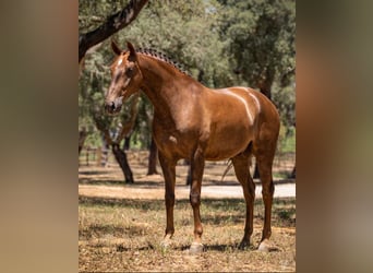 Lusitano, Gelding, 6 years, 16,1 hh, Chestnut-Red