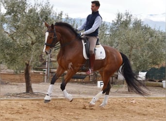 Lusitano, Gelding, 6 years, 16,2 hh, Brown