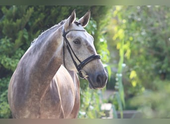 Lusitano, Gelding, 6 years, 16.2 hh, Grey-Red-Tan