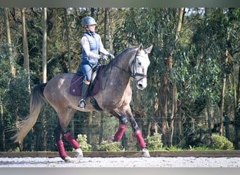 Lusitano, Gelding, 6 years, 16.2 hh, Grey-Red-Tan