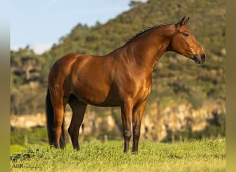 Lusitano Mix, Gelding, 6 years, 16 hh, Brown