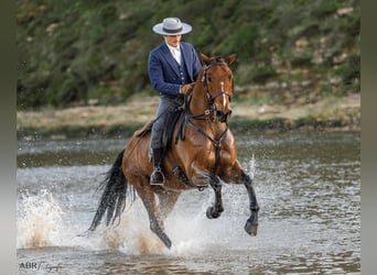 Lusitano Mix, Gelding, 6 years, 16 hh, Brown
