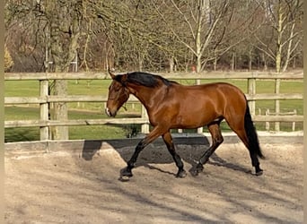 Lusitano, Gelding, 6 years, 16 hh, Brown-Light