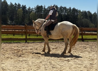 Lusitano, Gelding, 6 years, 16 hh, Cremello
