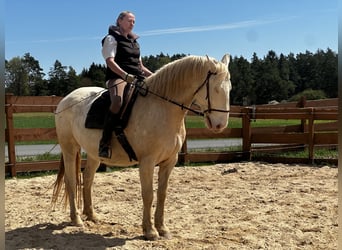 Lusitano, Gelding, 6 years, 16 hh, Cremello