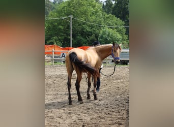 Lusitano, Gelding, 6 years, 16 hh
