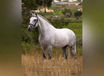 Lusitano, Gelding, 6 years, 16,1 hh, Grey-Dapple