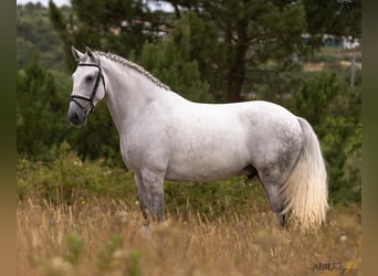 Lusitano, Gelding, 6 years, 16,1 hh, Grey-Dapple