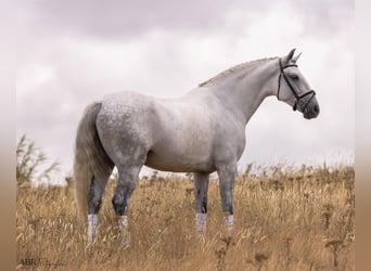Lusitano, Gelding, 6 years, 16,1 hh, Grey-Dapple