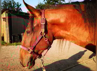Lusitano, Gelding, 6 years, 16,2 hh, Brown