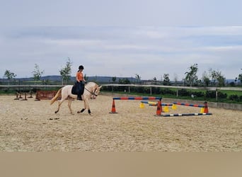 Lusitano, Gelding, 6 years, Champagne
