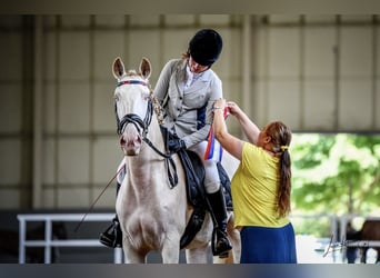 Lusitano, Gelding, 6 years, Champagne