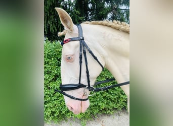 Lusitano, Gelding, 6 years, Champagne