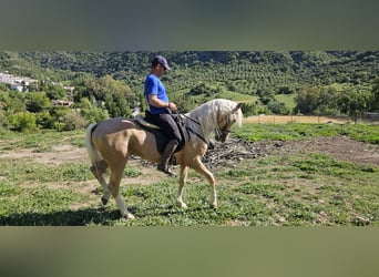 Lusitano Mix, Gelding, 7 years, 14.3 hh, Dun