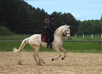 Lusitano, Gelding, 7 years, 15.2 hh, Cremello