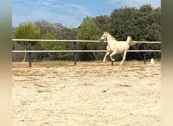 Lusitano, Gelding, 7 years, 15.2 hh, Pearl