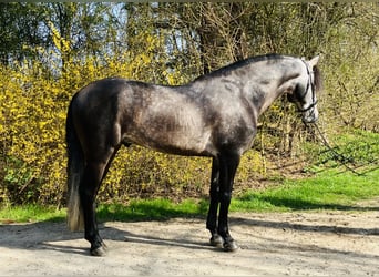 Lusitano, Gelding, 7 years, 15.3 hh, Gray-Dark-Tan