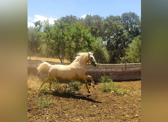 Lusitano, Gelding, 7 years, 15.3 hh, Pearl
