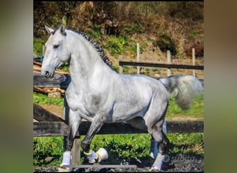 Lusitano, Gelding, 7 years, 15,1 hh, Grey