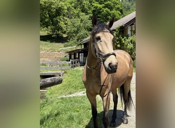 Lusitano Mix, Gelding, 7 years, 15,2 hh, Dun