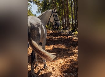 Lusitano, Gelding, 7 years, 15,2 hh, Grey