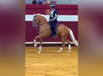 Lusitano, Gelding, 7 years, 15,2 hh, Palomino