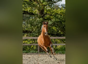 Lusitano, Gelding, 7 years, 15,3 hh