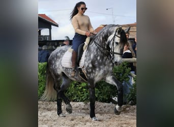 Lusitano, Gelding, 7 years, 15,3 hh, Grey