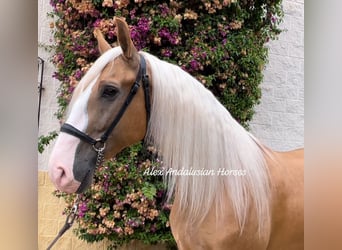 Lusitano Mix, Gelding, 7 years, 16,1 hh, Palomino