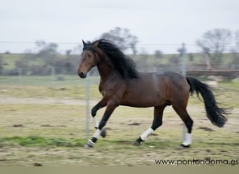 Lusitano, Gelding, 7 years, 16.2 hh, Brown