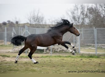 Lusitano, Gelding, 7 years, 16.2 hh, Brown