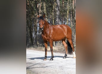 Lusitano, Gelding, 7 years, 16.2 hh, Brown