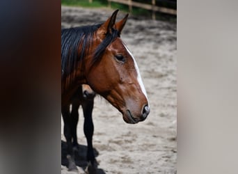 Lusitano, Gelding, 7 years, 16.2 hh, Brown